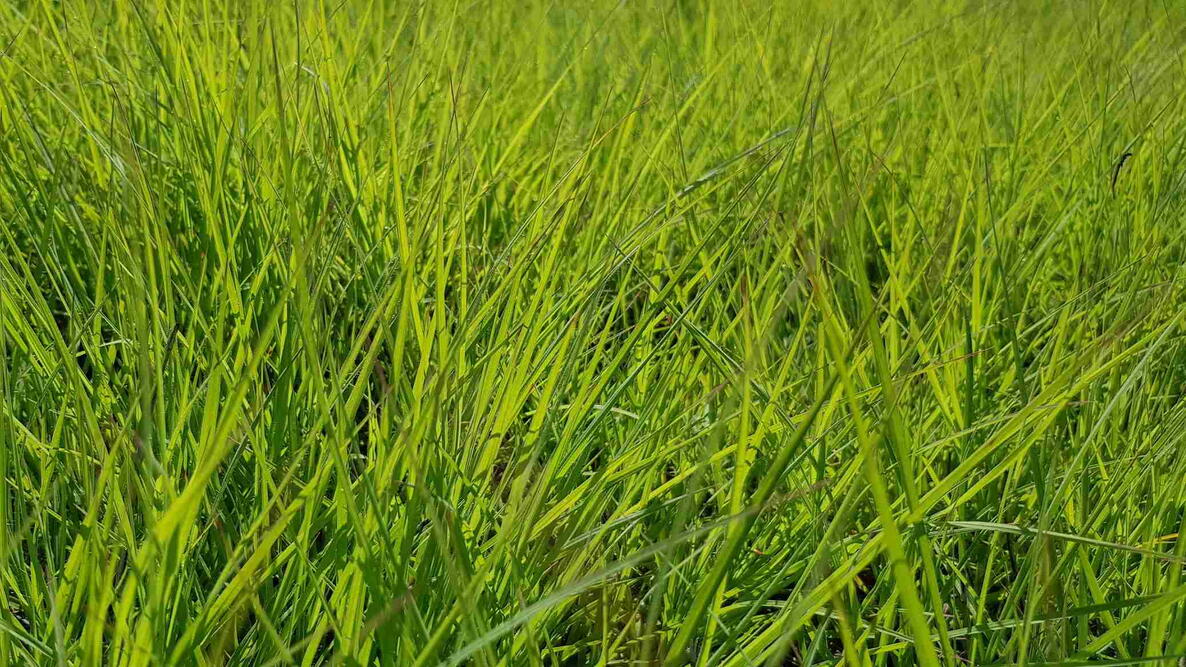 The Mitten Mix: Choosing the Right Seed for Your Michigan Lawn